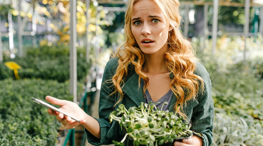 choosing a landscaper QLD