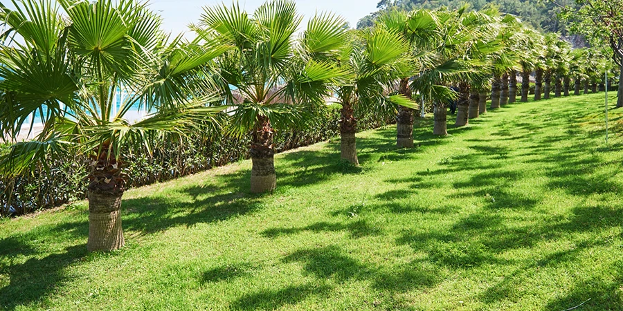 commercial landscaping Sunshine Coast